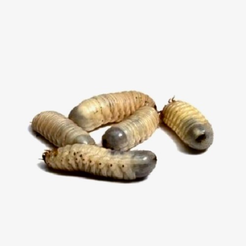 Rozenkeverlarven in doosje